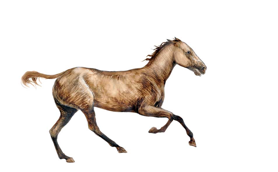 Praxinoscope preparatory illustration - Galloping horse - ink drawing on paper
